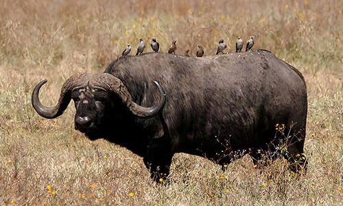 buffalo-tarangire